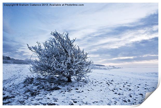 Lonely Winter Tree Print by Graham Custance
