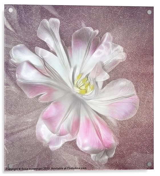 Tulip Acrylic by Fiona Messenger