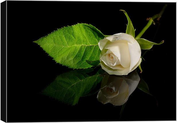 White Rose Canvas Print by nick woodrow