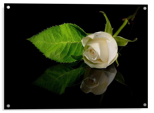 White Rose Acrylic by nick woodrow