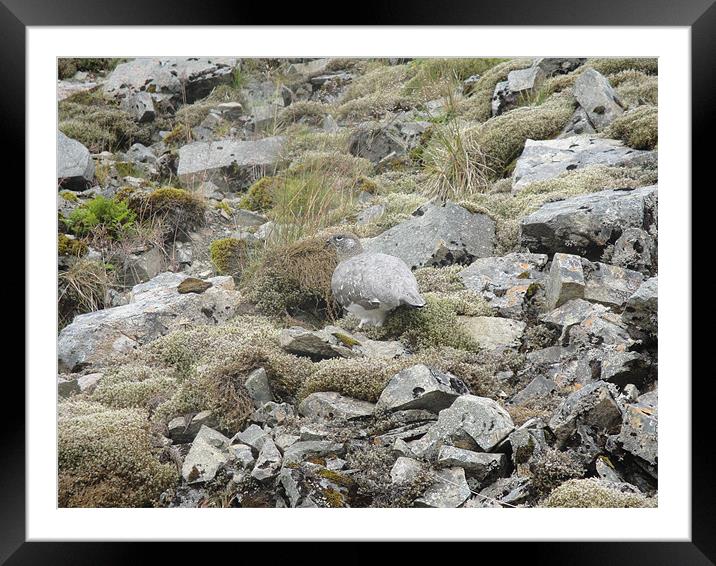 Ptarmigan Framed Mounted Print by Andy Gilfillan