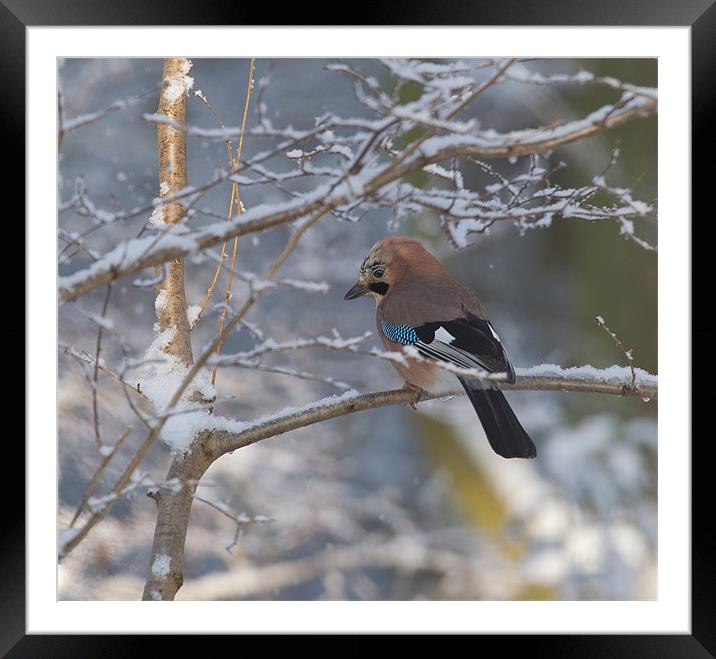 Winter Jay. Framed Mounted Print by Don Davis