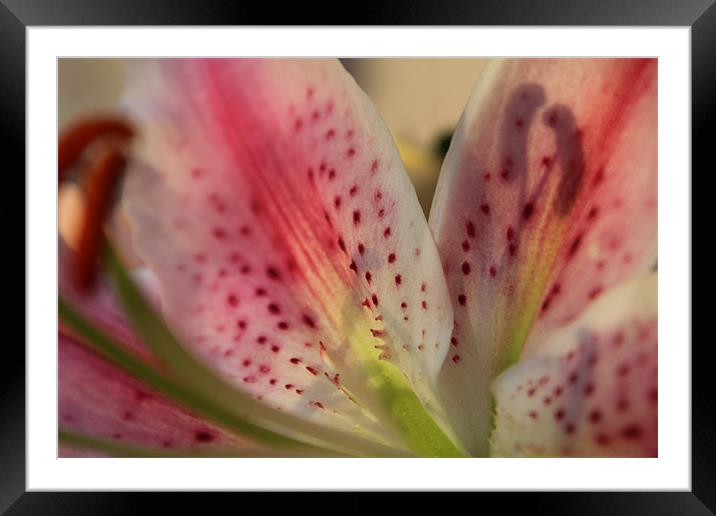 Pink Lilly Close-up Framed Mounted Print by Becs Mason