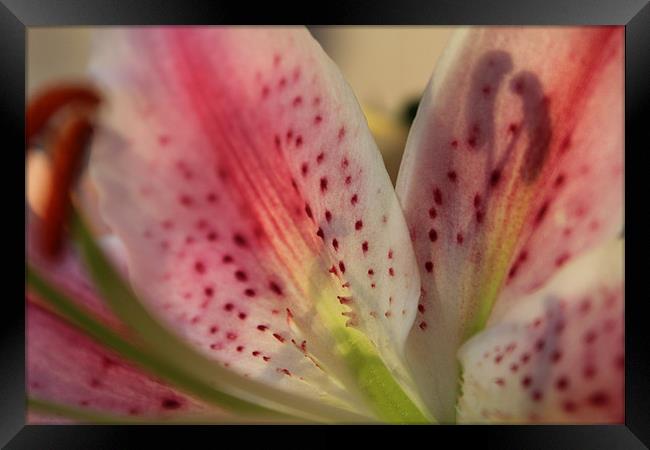 Pink Lilly Close-up Framed Print by Becs Mason