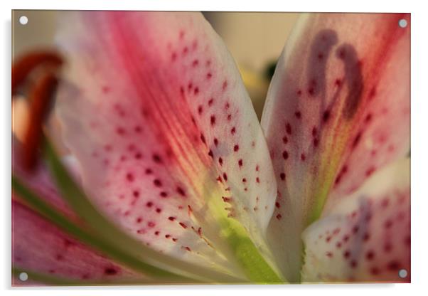 Pink Lilly Close-up Acrylic by Becs Mason