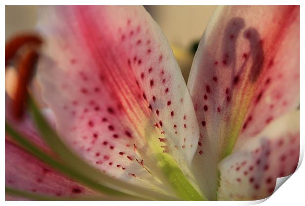 Pink Lilly Close-up Print by Becs Mason