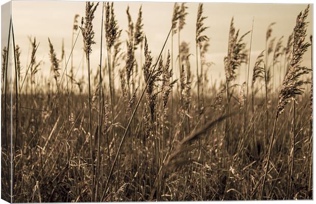 Golden Field Canvas Print by Leanne Fitzwater
