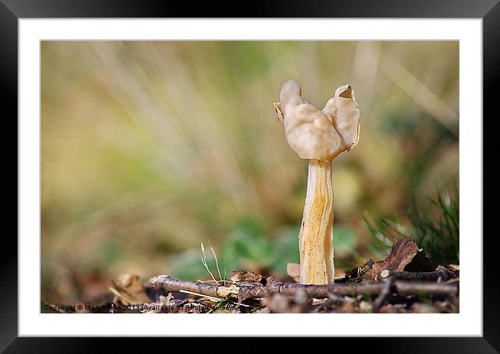 White Saddle  [ Helvella crispa ] Framed Mounted Print by Mark  F Banks