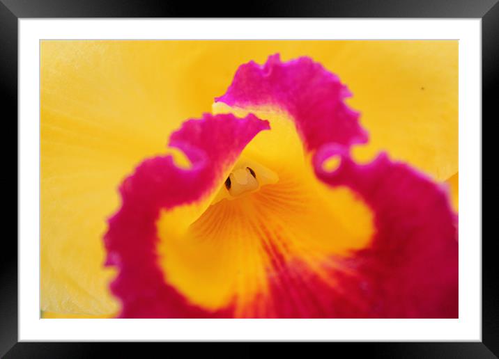 Brightly coloured Orchid flower Framed Mounted Print by Becs Mason