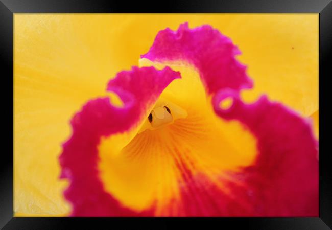 Brightly coloured Orchid flower Framed Print by Becs Mason