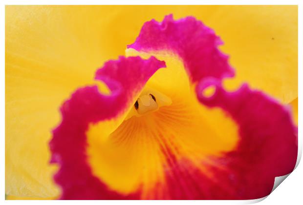 Brightly coloured Orchid flower Print by Becs Mason