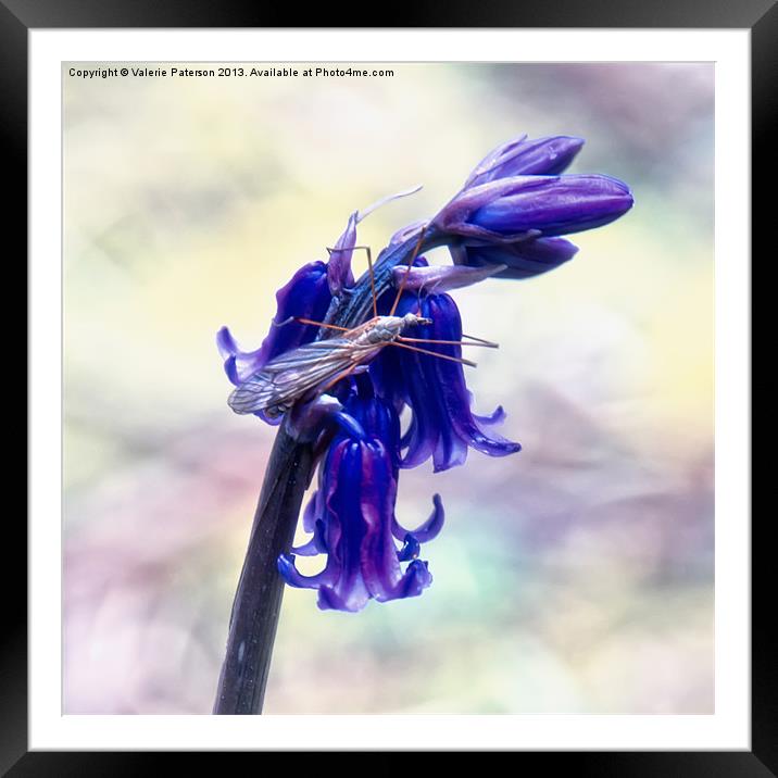 Hogging The Bluebell Framed Mounted Print by Valerie Paterson