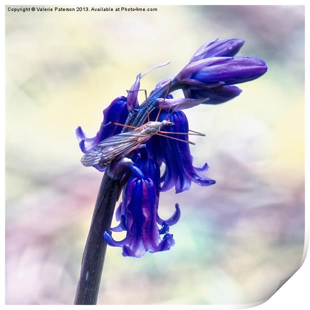 Hogging The Bluebell Print by Valerie Paterson