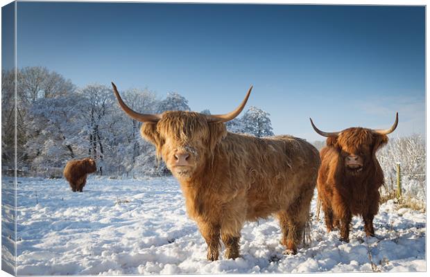 Highland cattle in the snow Canvas Print by Simon Wrigglesworth