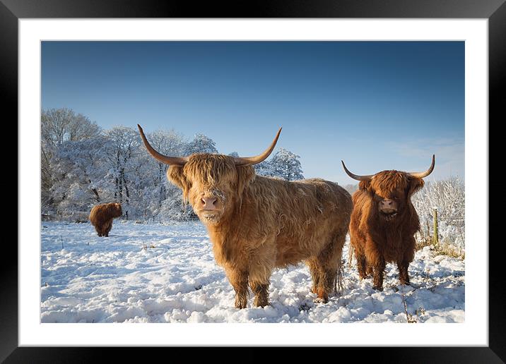 Highland cattle in the snow Framed Mounted Print by Simon Wrigglesworth