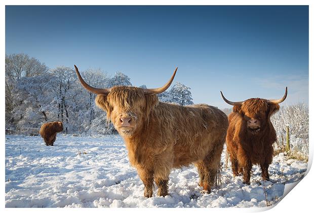 Highland cattle in the snow Print by Simon Wrigglesworth