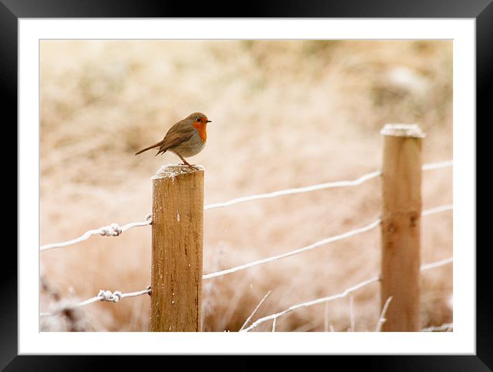 The European Robin Framed Mounted Print by Anthony Michael 