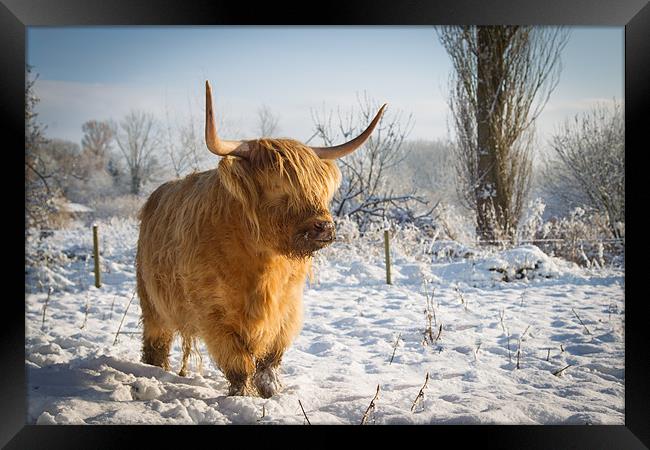 Highland Cow in the snow Framed Print by Simon Wrigglesworth