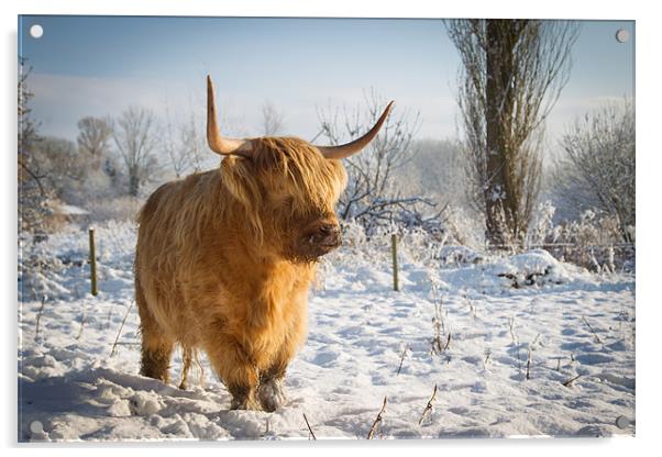 Highland Cow in the snow Acrylic by Simon Wrigglesworth