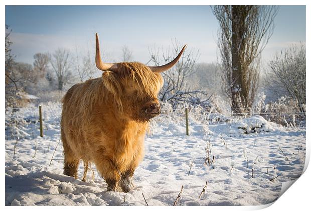 Highland Cow in the snow Print by Simon Wrigglesworth