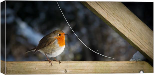 Robin Canvas Print by Simon Wrigglesworth