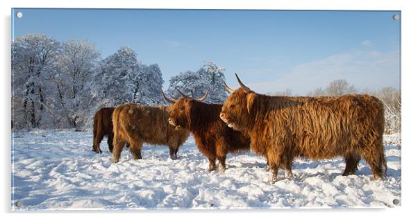 Highland cattle in the Snow Acrylic by Simon Wrigglesworth