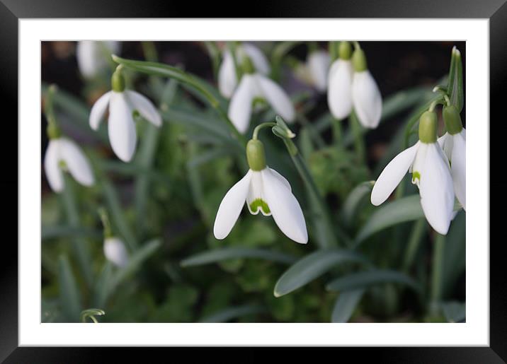 Snowdrops in Spring Framed Mounted Print by Lewis Nye