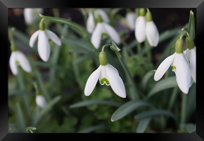 Snowdrops in Spring Framed Print by Lewis Nye