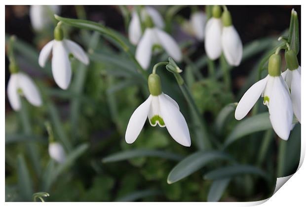 Snowdrops in Spring Print by Lewis Nye