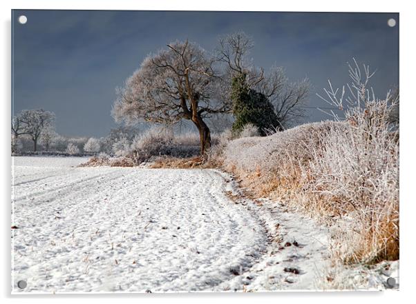 Winter Hedgerow Acrylic by Richard Thomas
