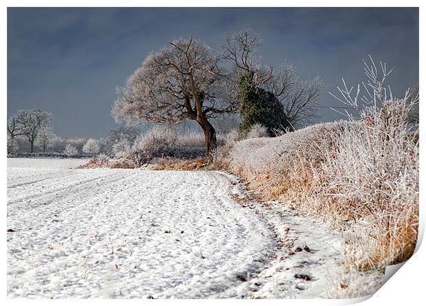 Winter Hedgerow Print by Richard Thomas