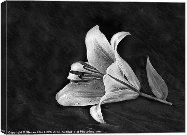 Monochrome Lily Canvas Print by Steven Else ARPS