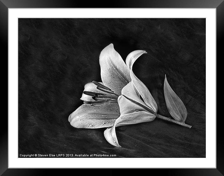 Monochrome Lily Framed Mounted Print by Steven Else ARPS