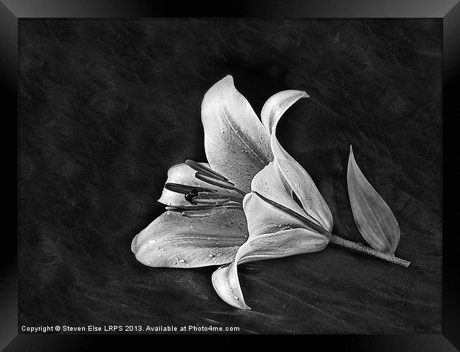 Monochrome Lily Framed Print by Steven Else ARPS