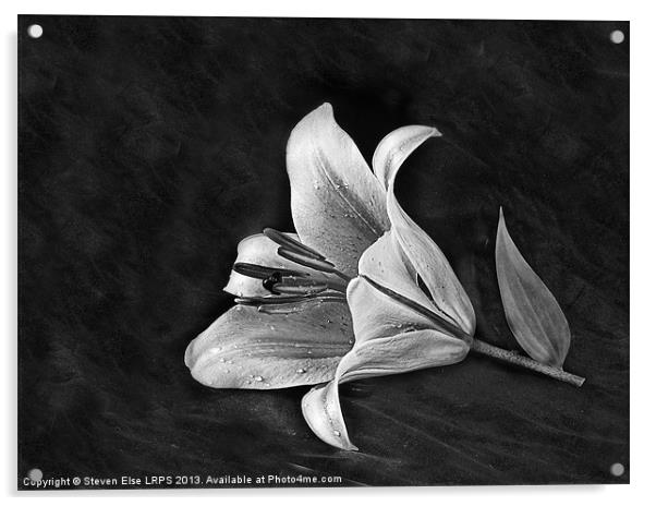 Monochrome Lily Acrylic by Steven Else ARPS