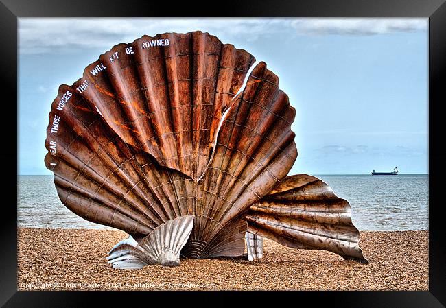 The Resilient Scallop Shell Framed Print by Chris Thaxter