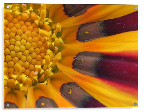 Deep into a flower  Acrylic by haneen ali