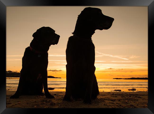 Dogs in the sunset Framed Print by Gail Johnson