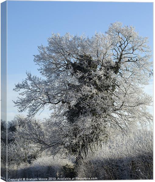 Frost rimed tree Canvas Print by Graham Moore