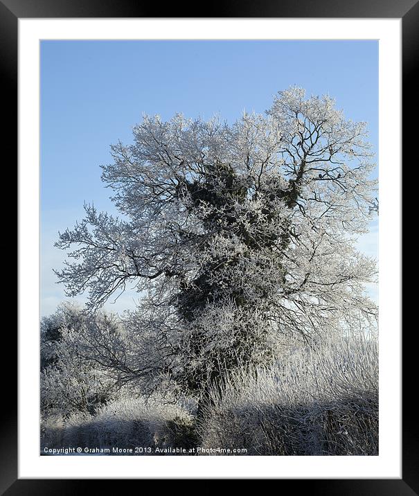 Frost rimed tree Framed Mounted Print by Graham Moore