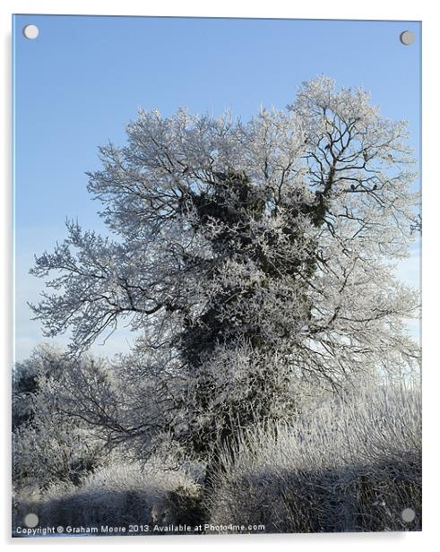 Frost rimed tree Acrylic by Graham Moore