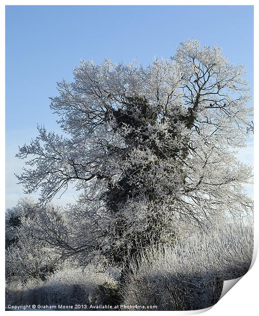 Frost rimed tree Print by Graham Moore