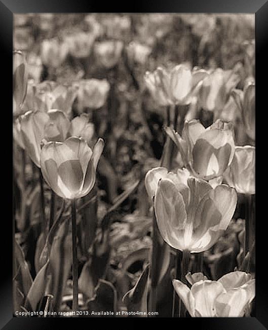 Tulip Field BW Framed Print by Brian  Raggatt