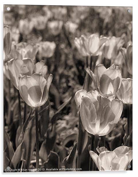 Tulip Field BW Acrylic by Brian  Raggatt