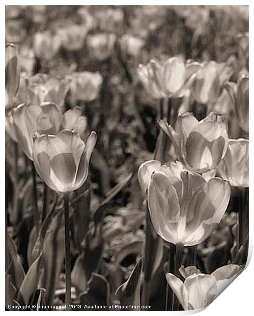 Tulip Field BW Print by Brian  Raggatt