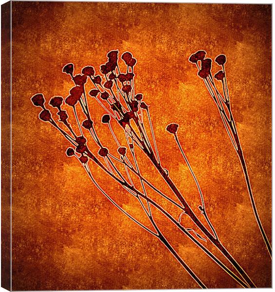 winter flowers Canvas Print by dale rys (LP)