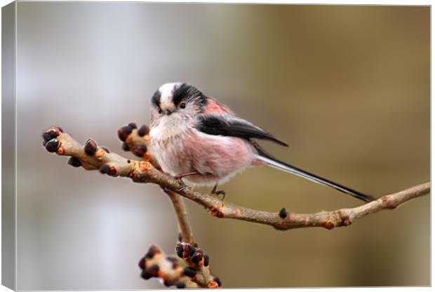 Cute long tailed tit Canvas Print by Debbie Metcalfe