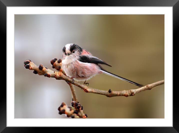 Cute long tailed tit Framed Mounted Print by Debbie Metcalfe