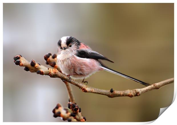 Cute long tailed tit Print by Debbie Metcalfe