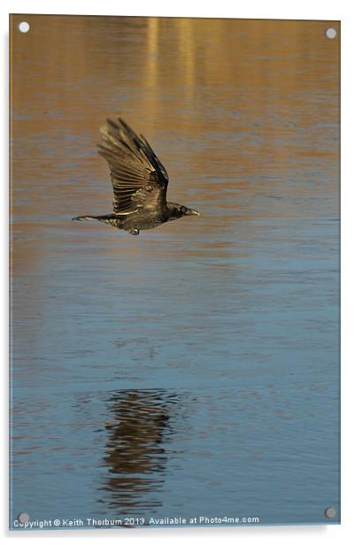 As The Crow Flys Acrylic by Keith Thorburn EFIAP/b